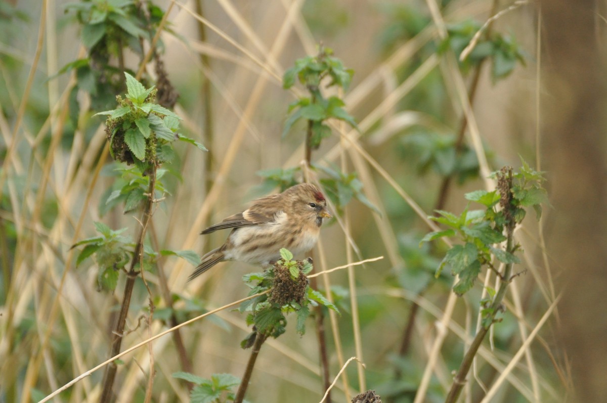 Pardillo Sizerín (alpino) - ML646965289