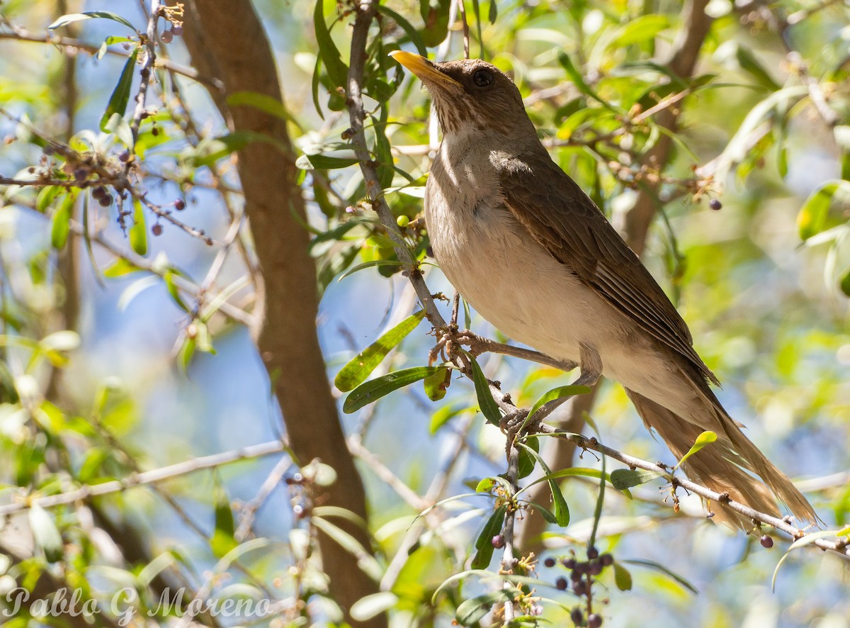 Кремовобрюхий дрозд - ML646965290
