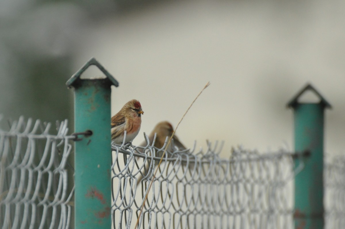 Pardillo Sizerín (alpino) - ML646965291