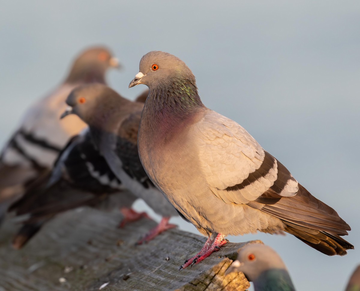 野鴿(野化) - ML646965292