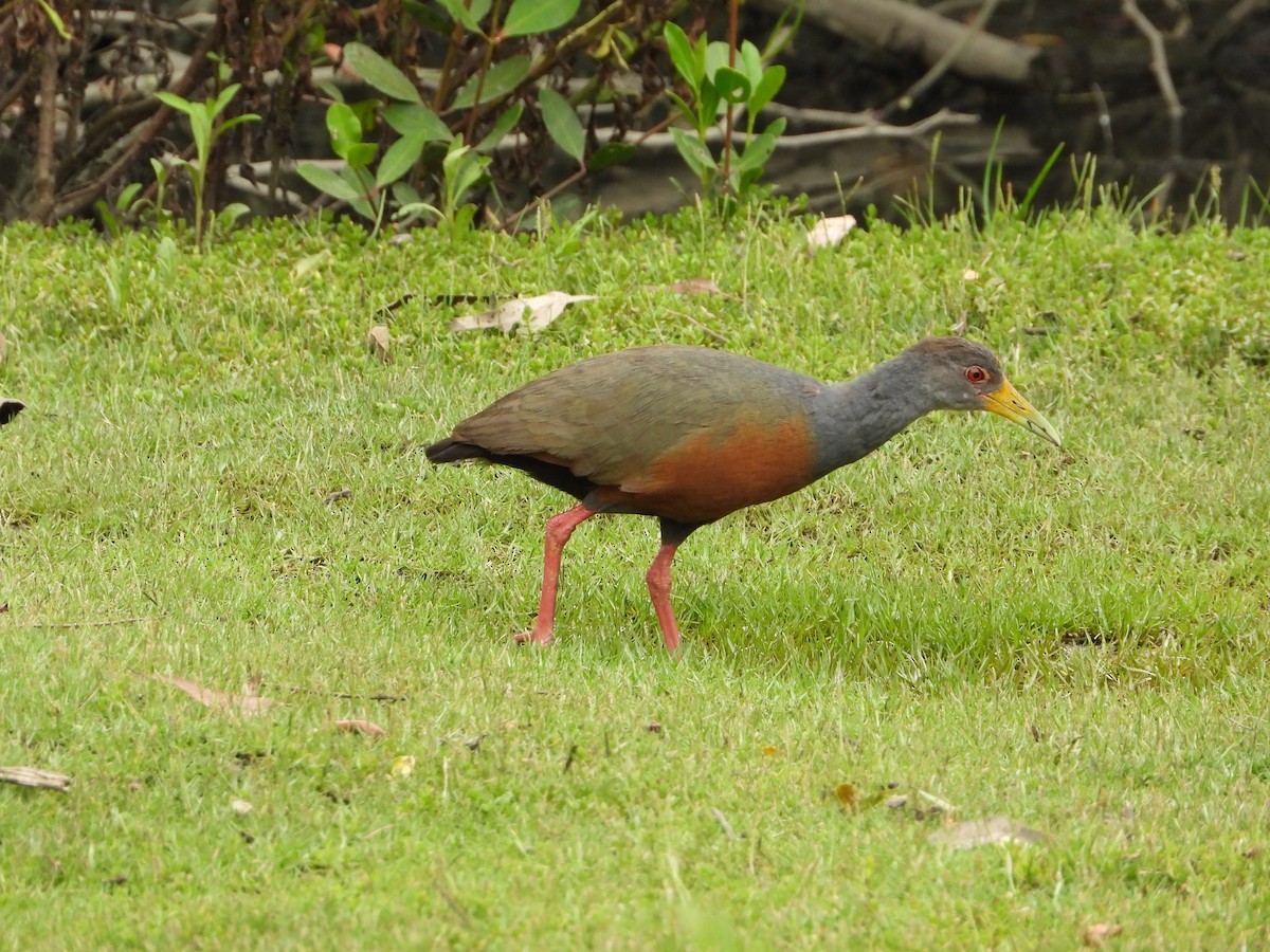 Gray-cowled Wood-Rail - ML646965299