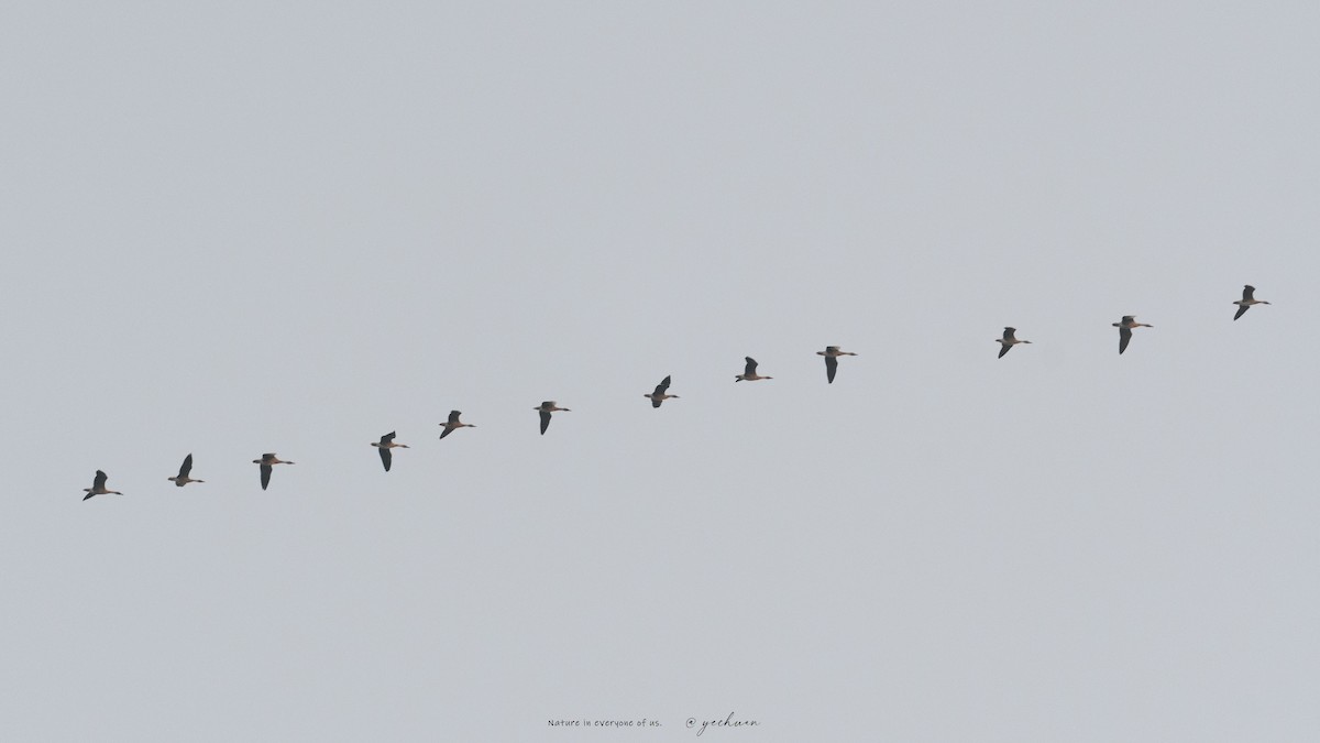 Swan Goose - ML646965300