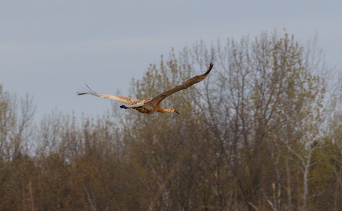 kanadatrane - ML646965301