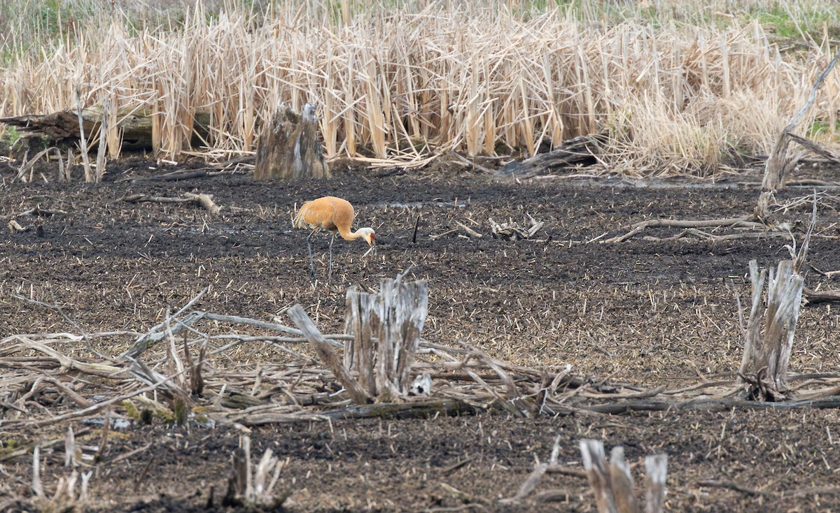 kanadatrane - ML646965302