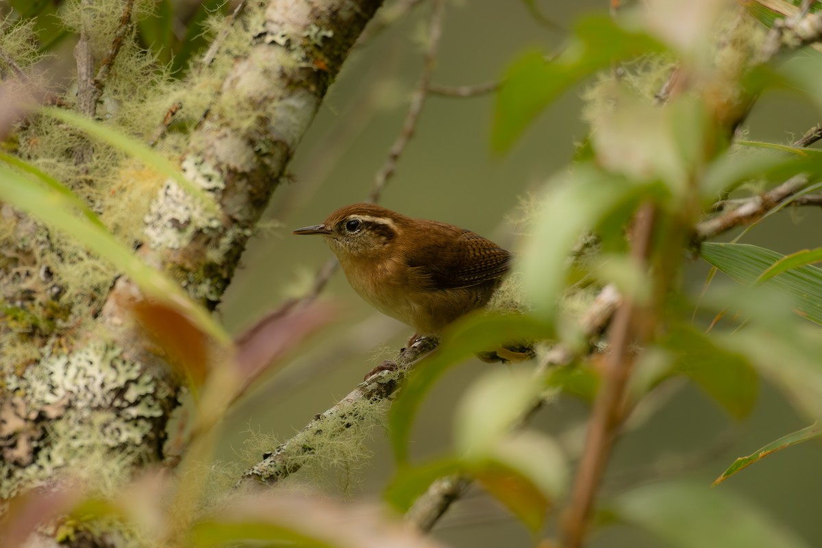 Mountain Wren - ML646965303