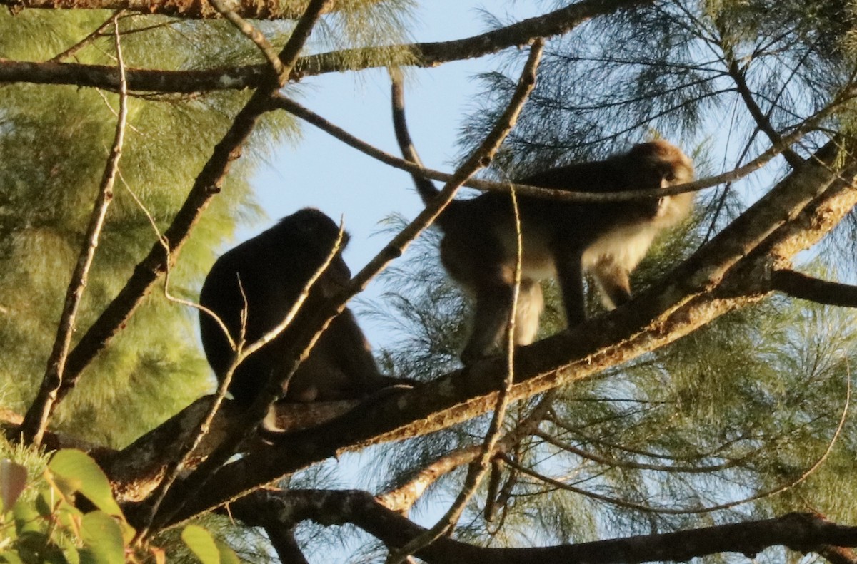 Long-tailed Macaque - ML646965304