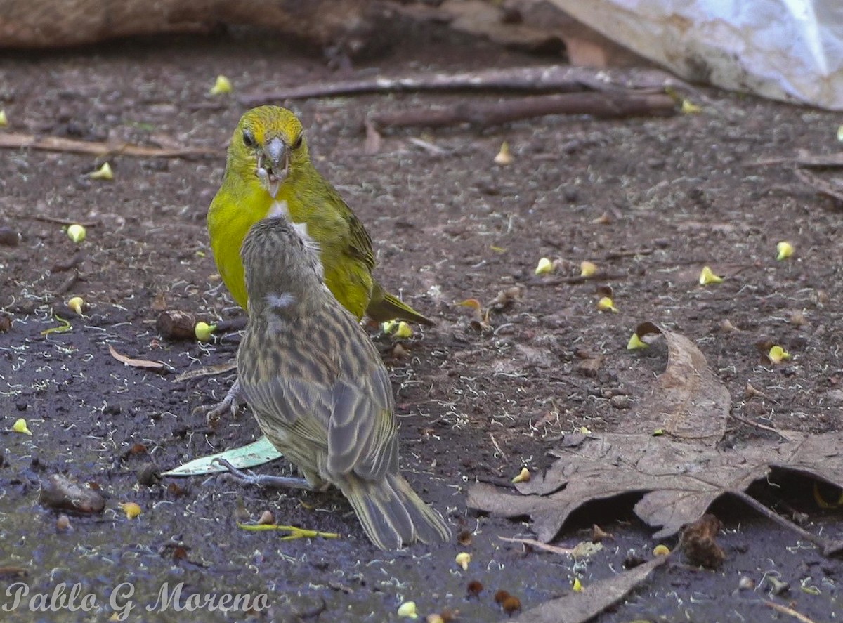 Saffron Finch - ML646965305