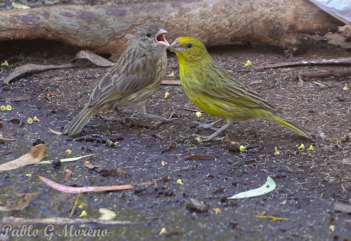 Saffron Finch - ML646965306