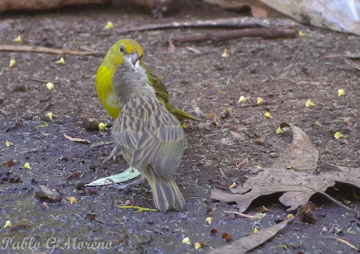 Saffron Finch - ML646965307