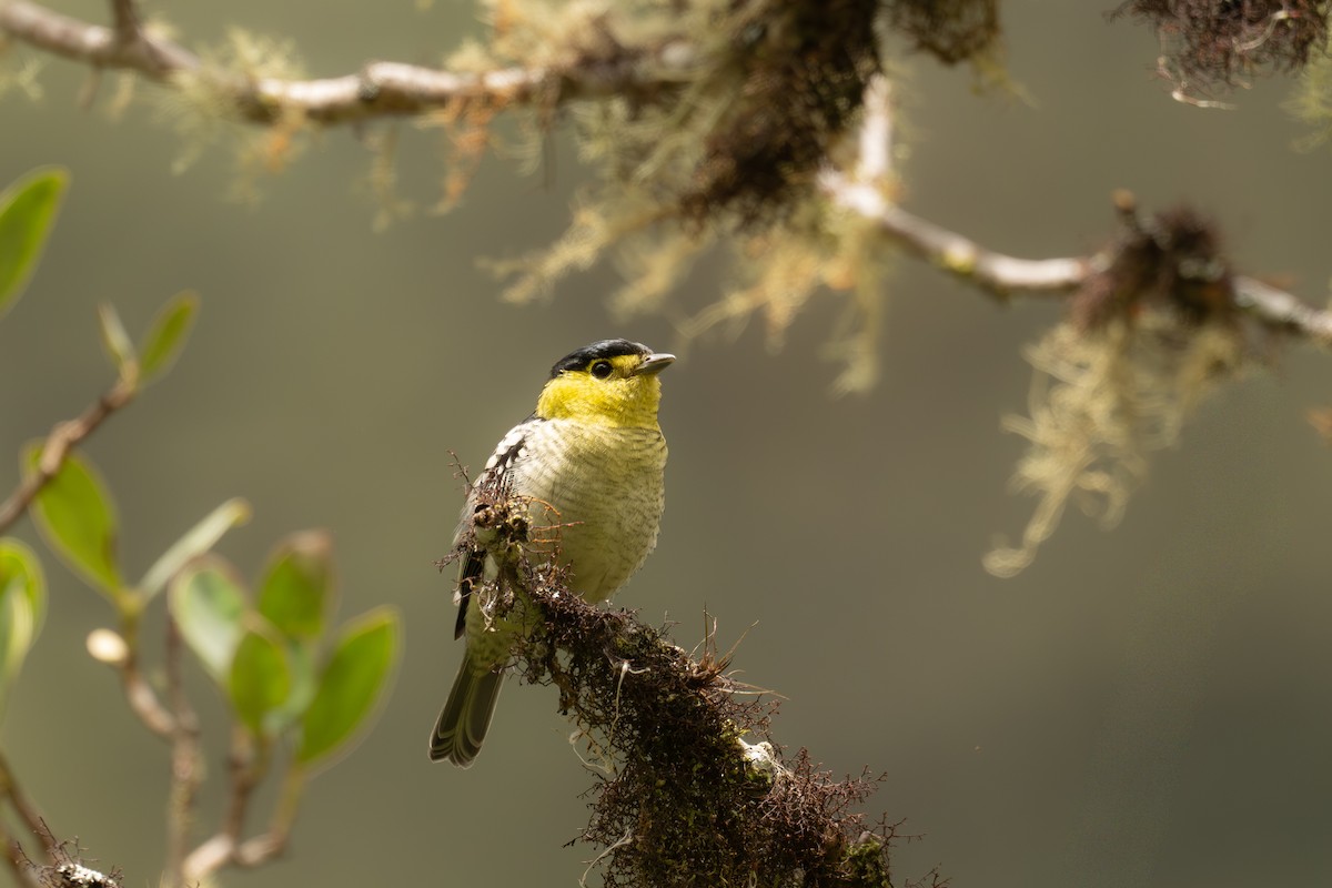 Barred Becard - ML646965310