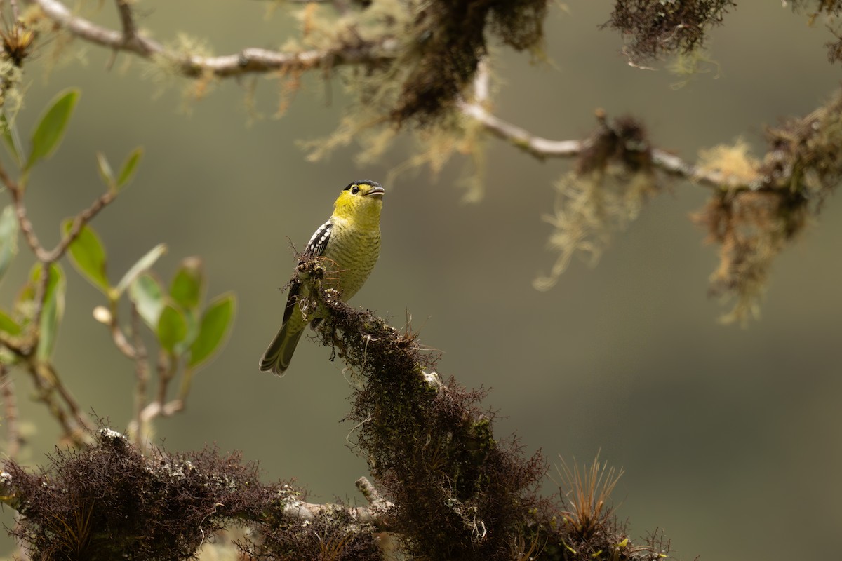 Barred Becard - ML646965311