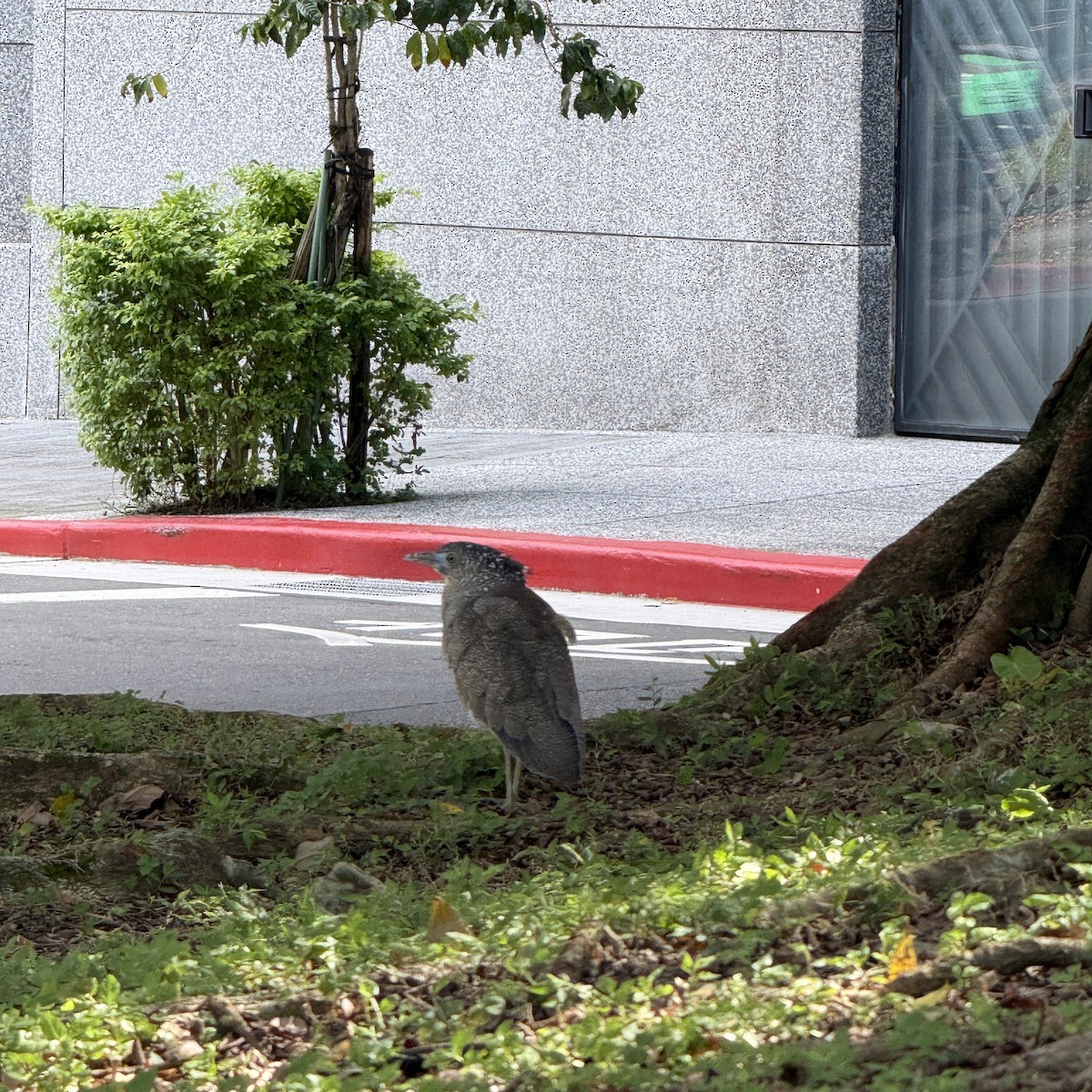 Malayan Night Heron - ML646965312