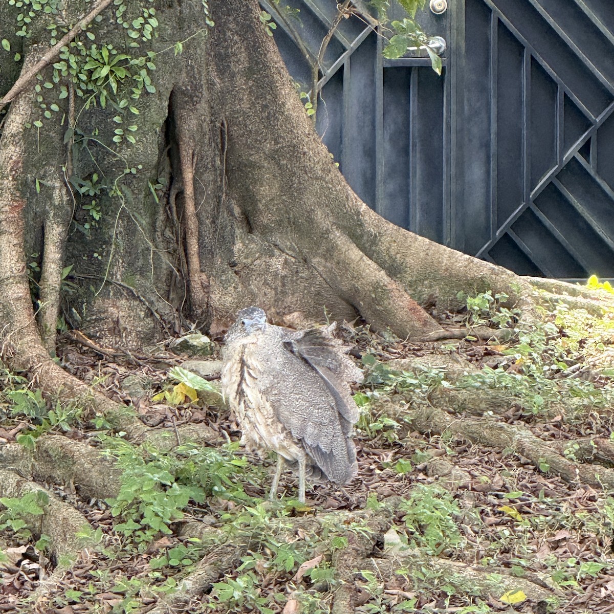 Malayan Night Heron - ML646965313