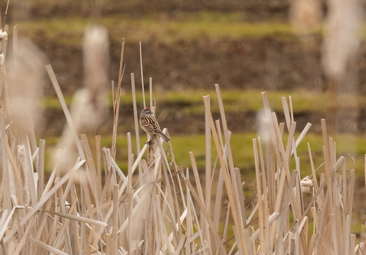 American Tree Sparrow - ML646965314
