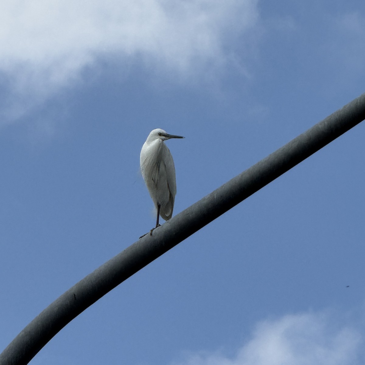 Little Egret - ML646965317