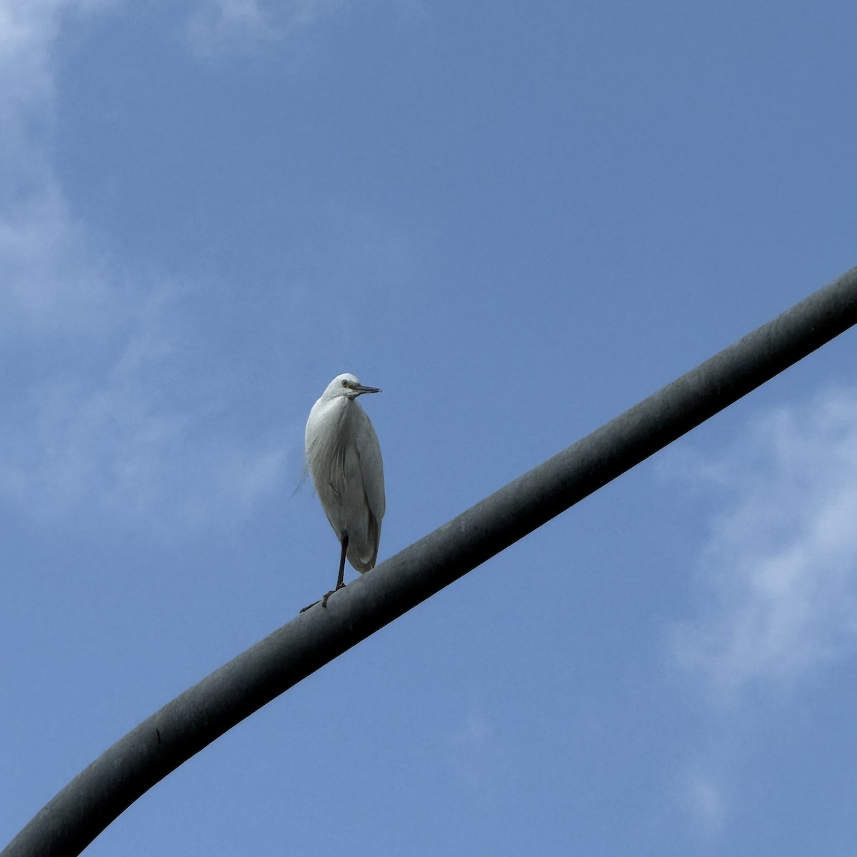 Little Egret - ML646965318