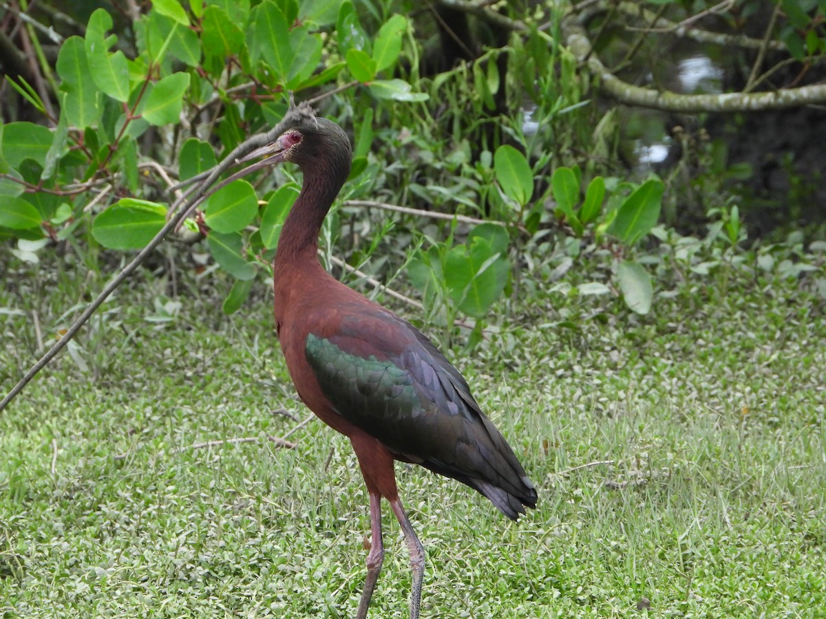 White-faced Ibis - ML646965319