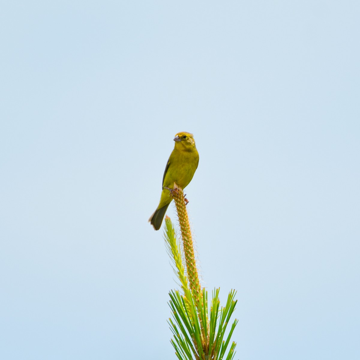 Grassland Yellow-Finch - ML646965320