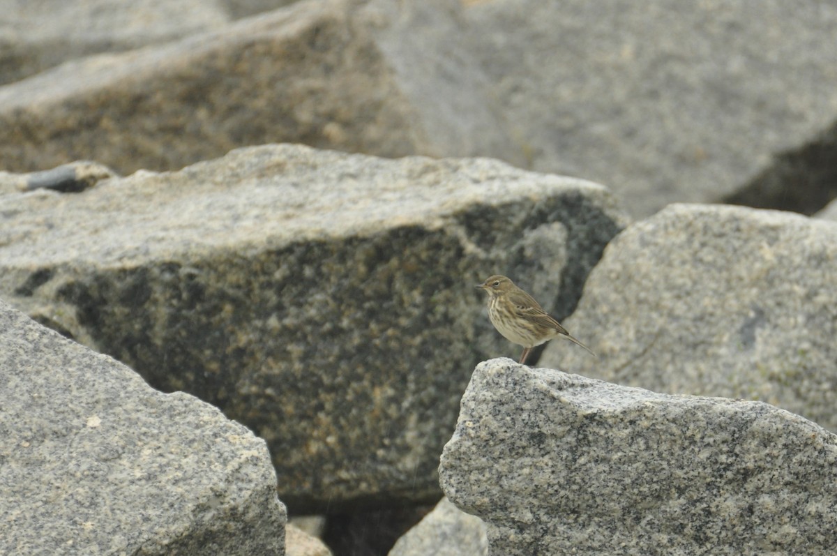 Rock Pipit - ML646965321