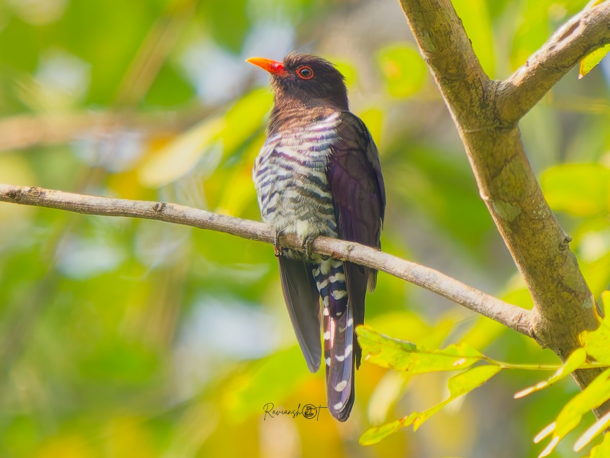 Violet Cuckoo - ML646965322