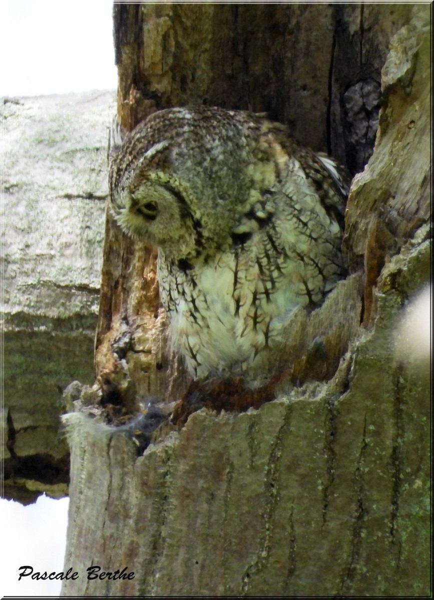 Eastern Screech-Owl - ML646965326