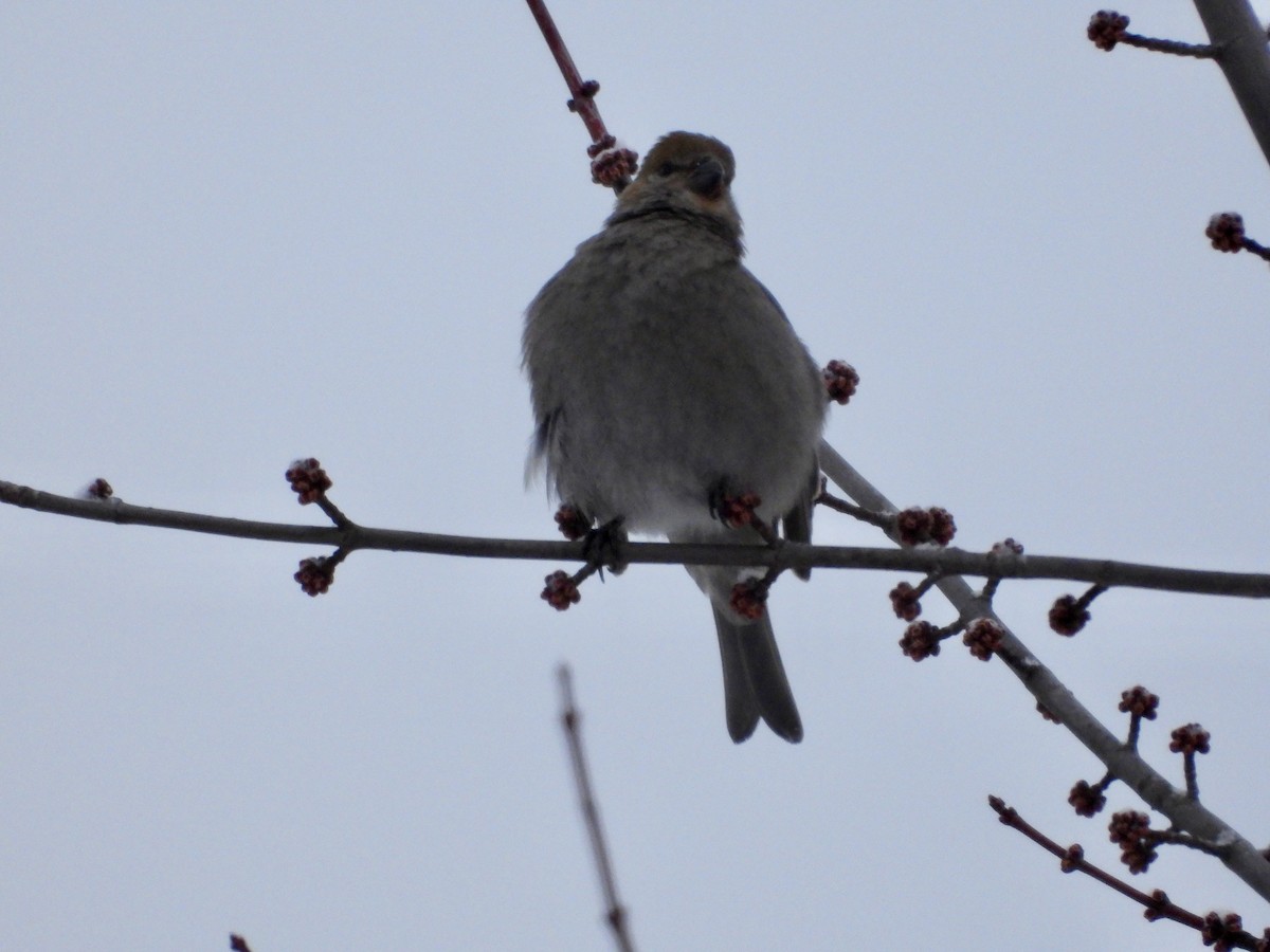 Pine Grosbeak - ML646965327