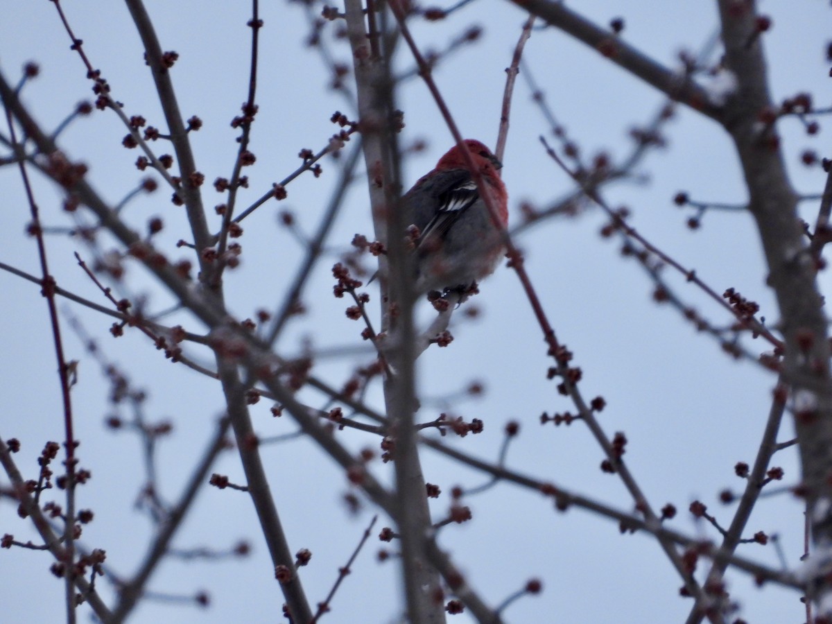 Pine Grosbeak - ML646965328