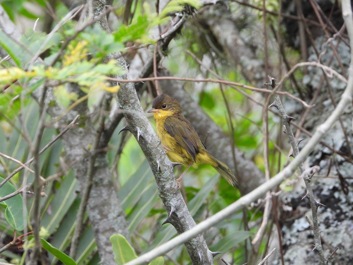 Southern Yellowthroat - ML646965329