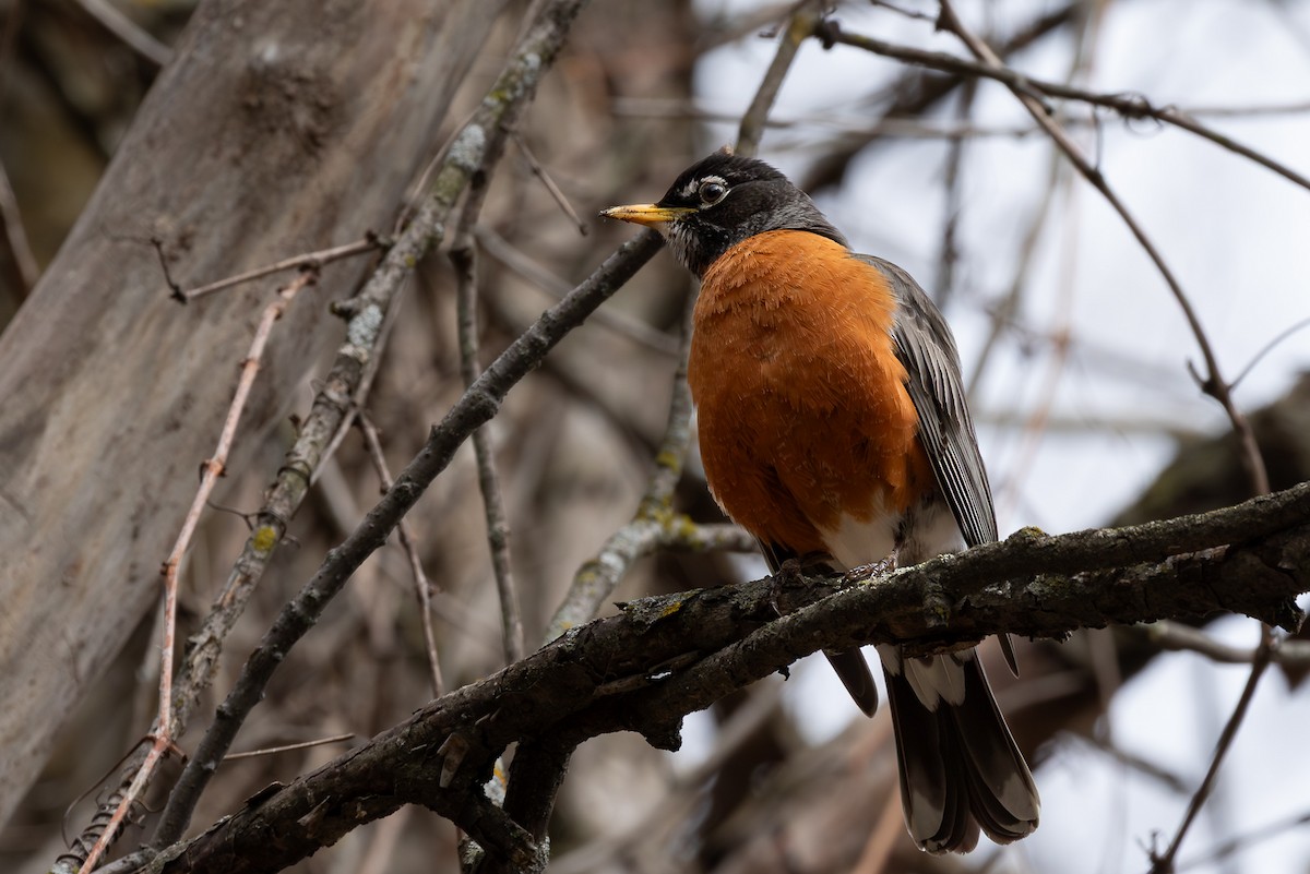 American Robin - ML646965333