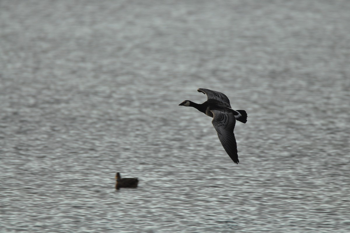 Barnacle Goose - ML646965338