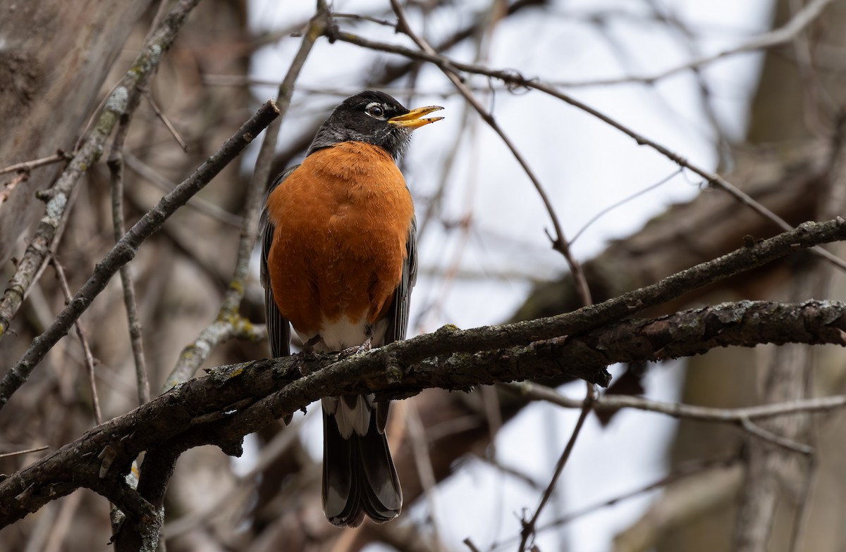 American Robin - ML646965339