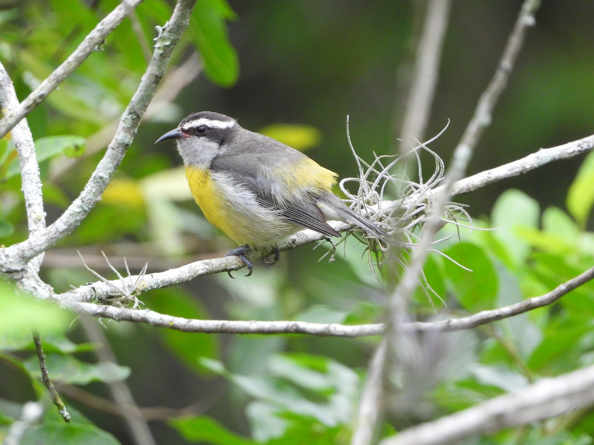 Bananaquit - ML646965340