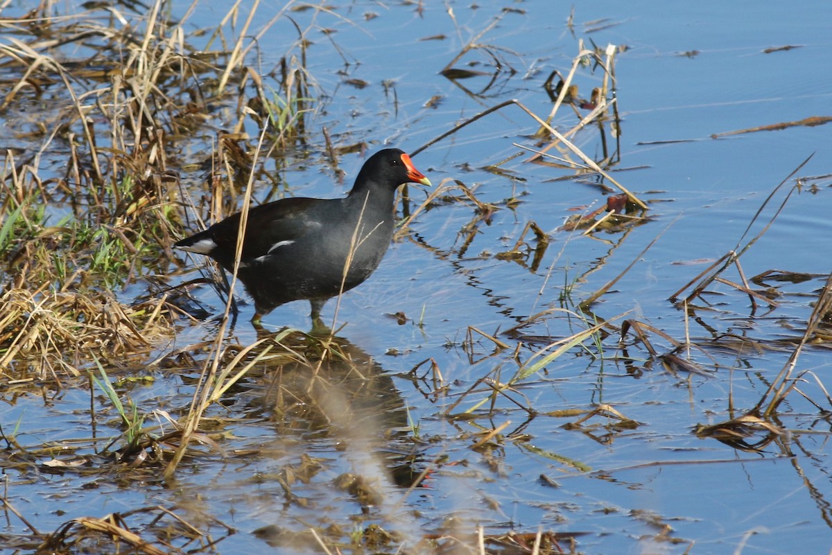 Common Gallinule - ML646965341