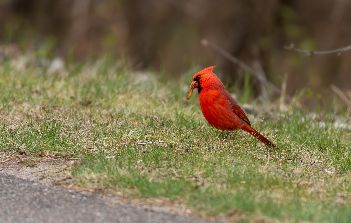 Northern Cardinal - ML646965342