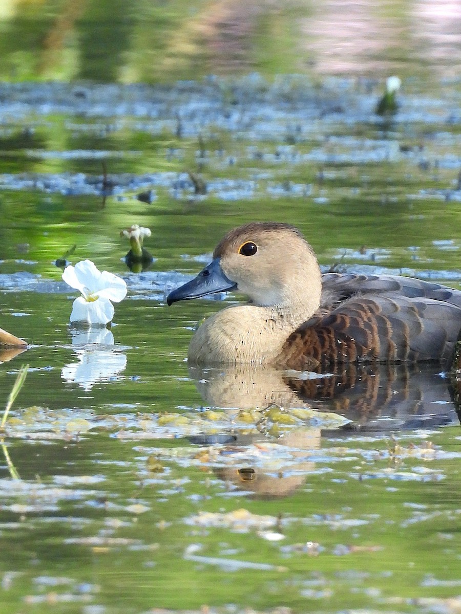 樹鴨 - ML646965346