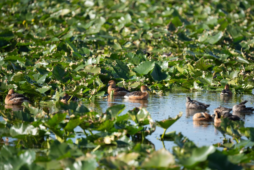 Zuhaitz-ahate kolorebikoa - ML646965348