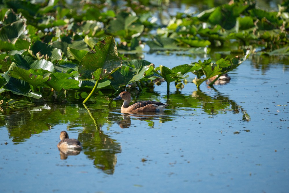 Zuhaitz-ahate kolorebikoa - ML646965349