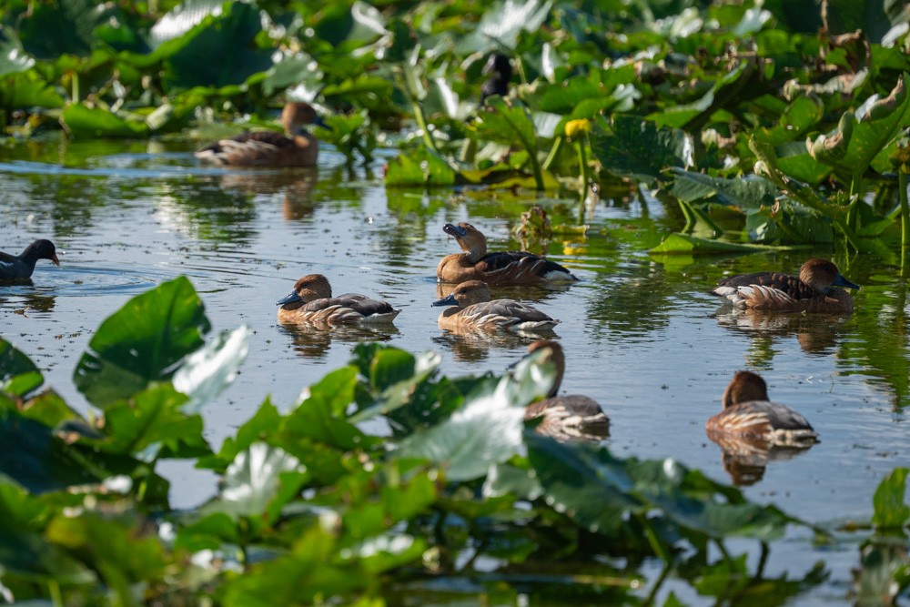 Zuhaitz-ahate kolorebikoa - ML646965350