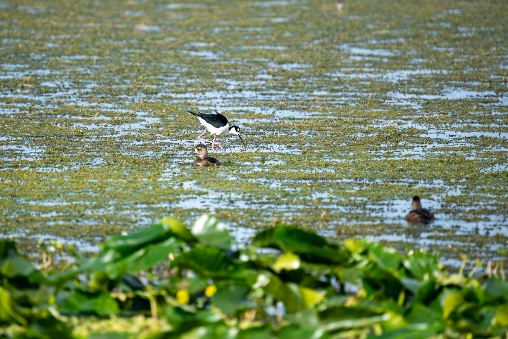 Zankaluze kaskabeltza - ML646965354