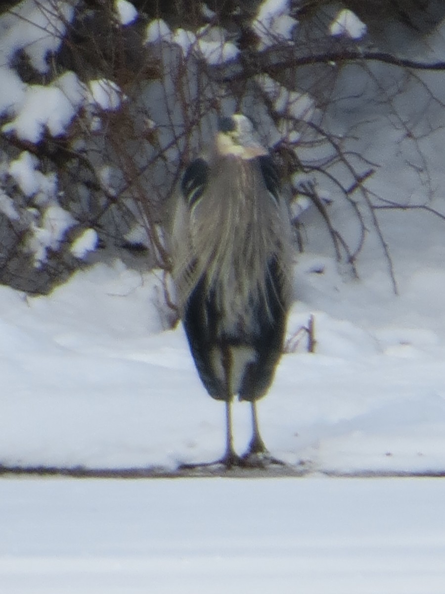 Great Blue Heron - ML646965355