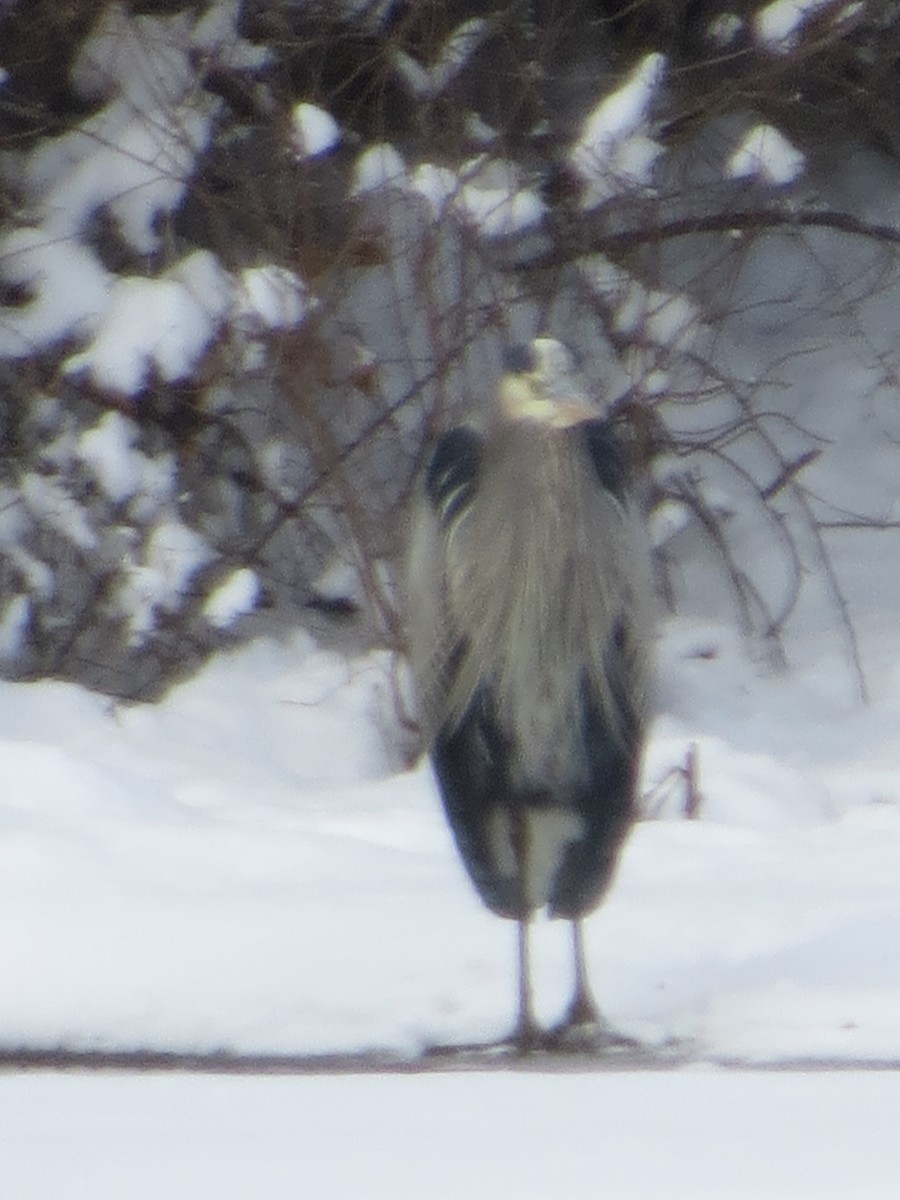 Great Blue Heron - ML646965356