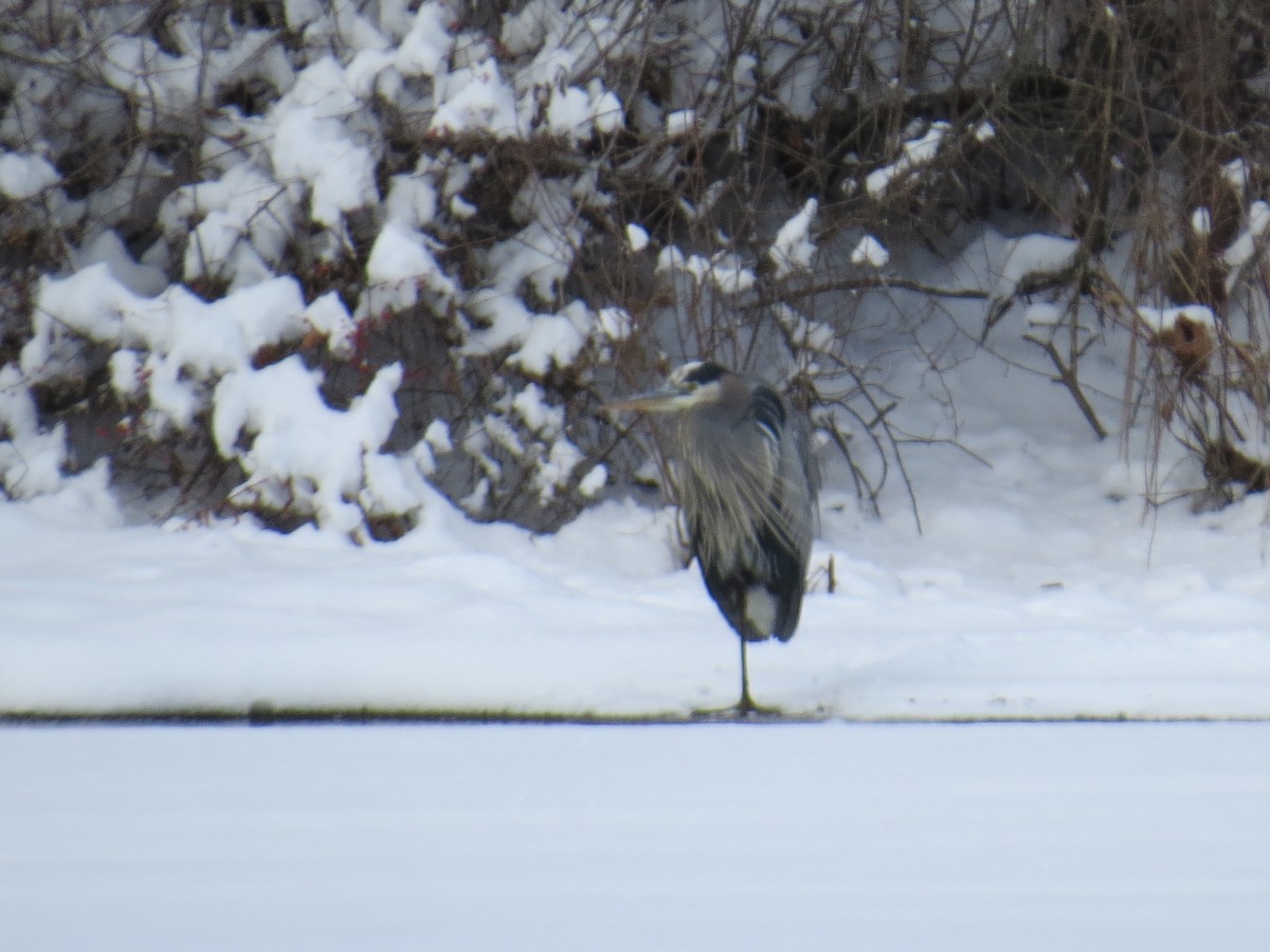 Great Blue Heron - ML646965357