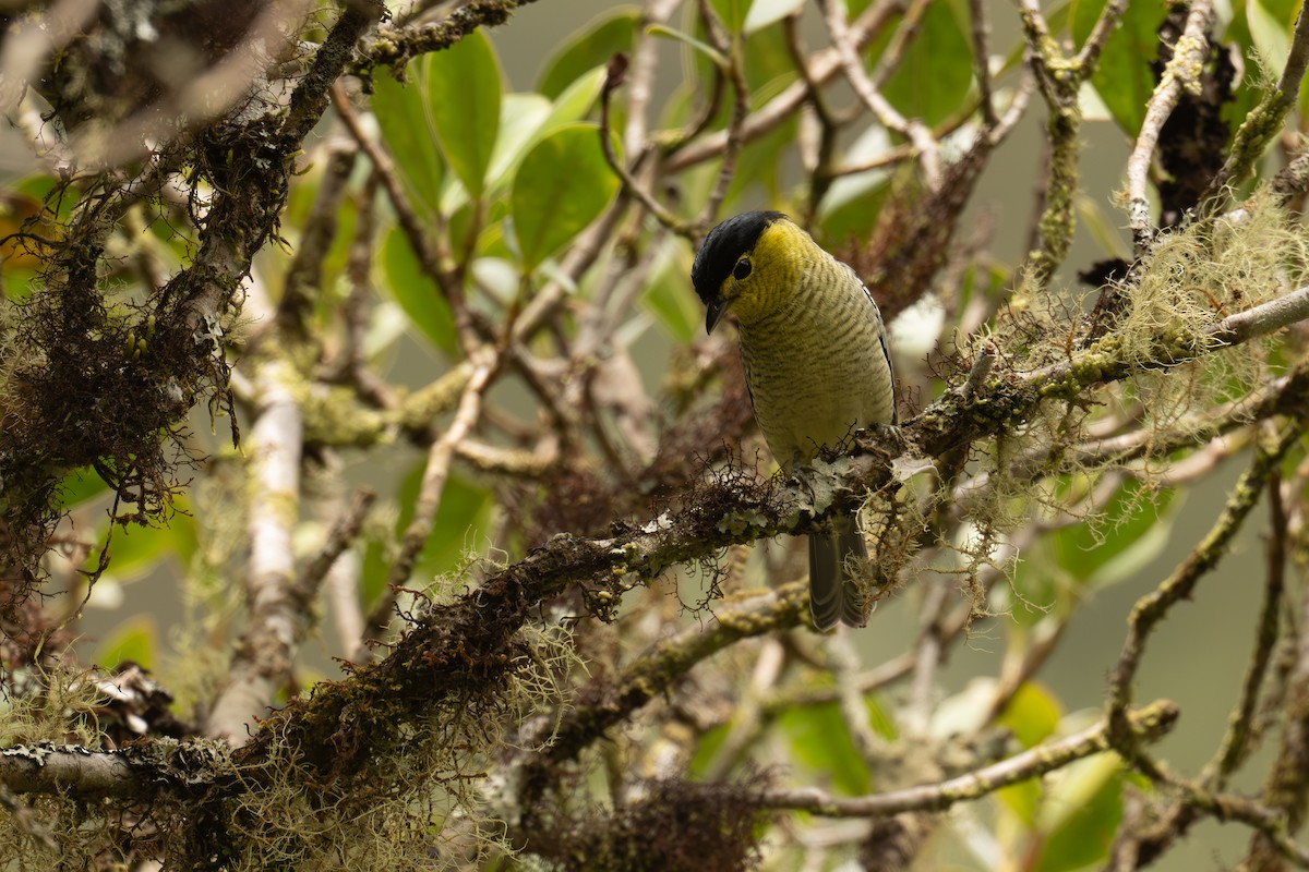 Barred Becard - ML646965358