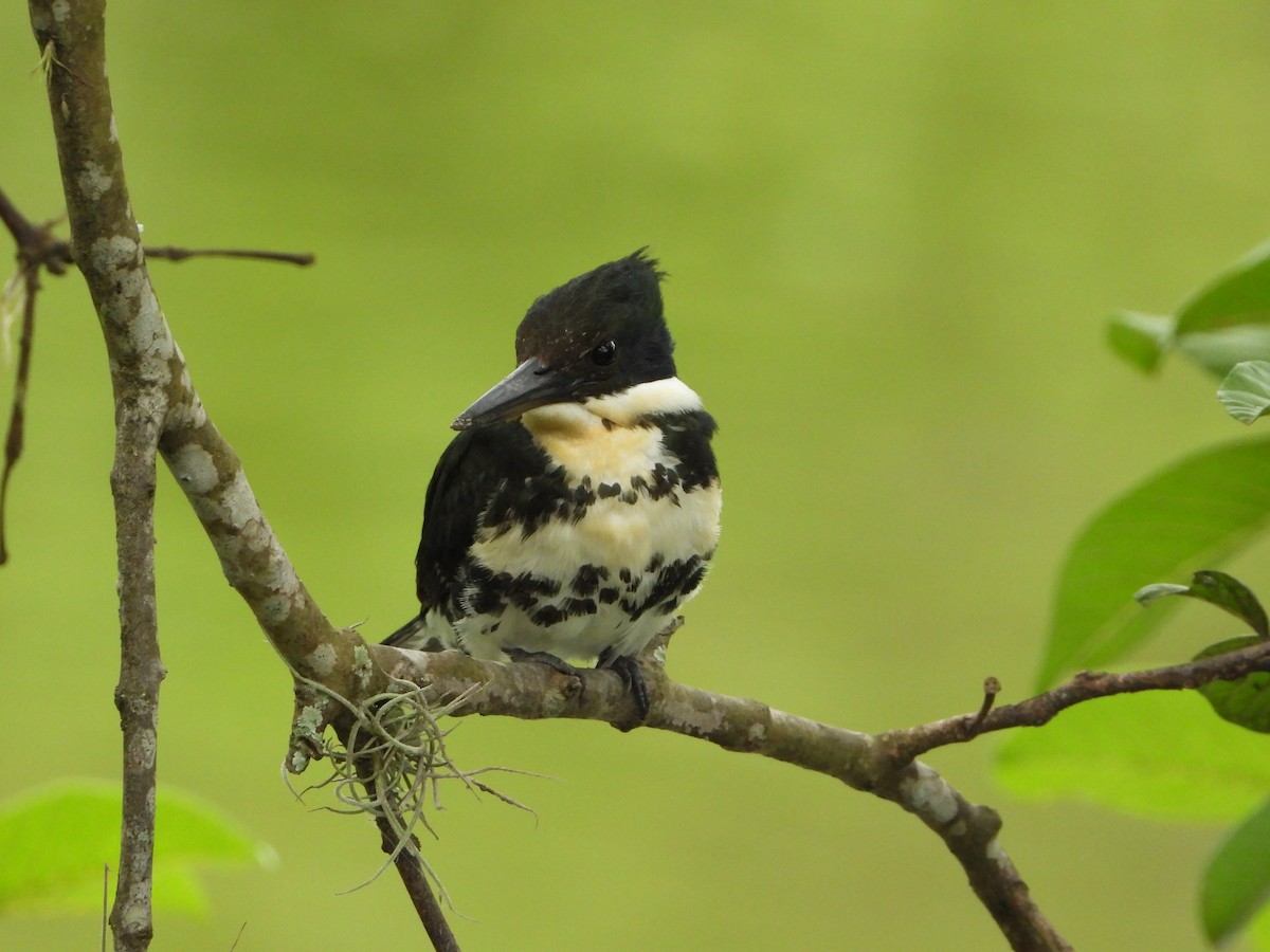 Green Kingfisher - ML646965360