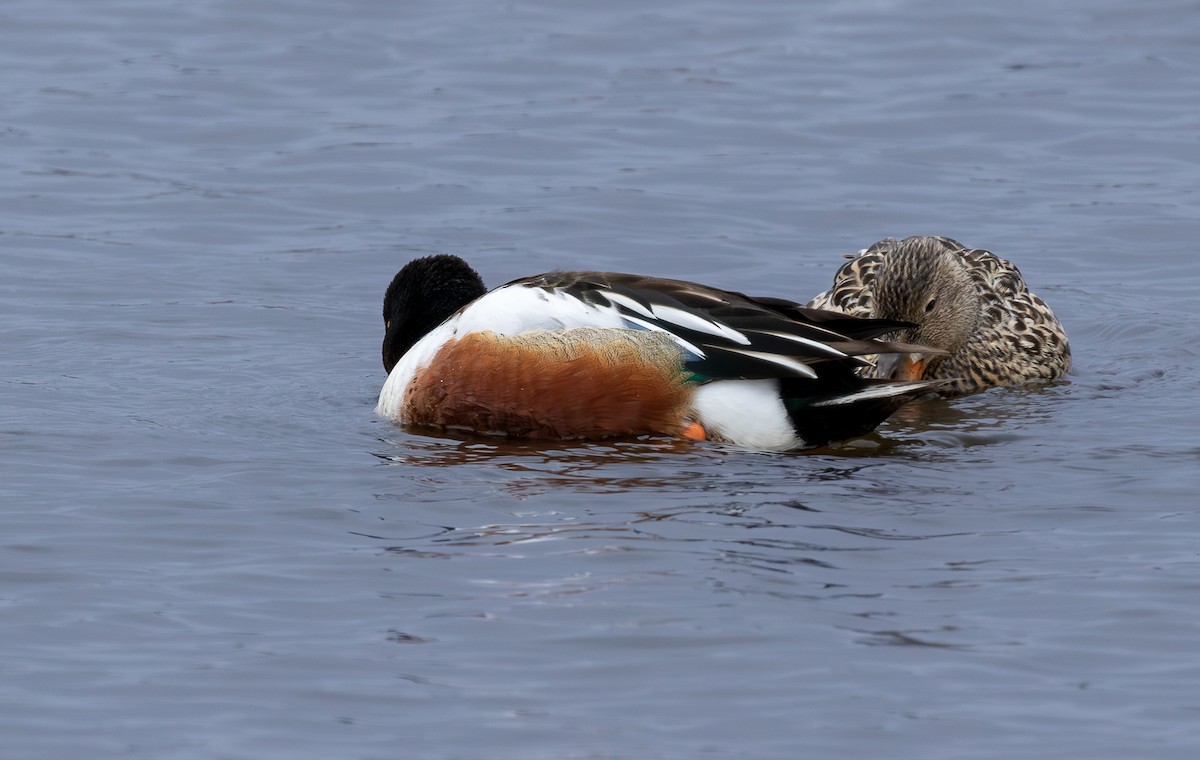 skjeand - ML646965361