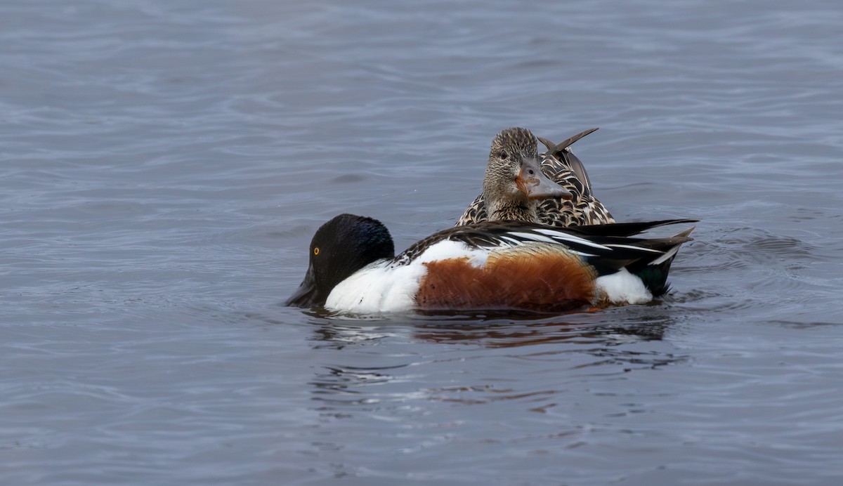 skjeand - ML646965362