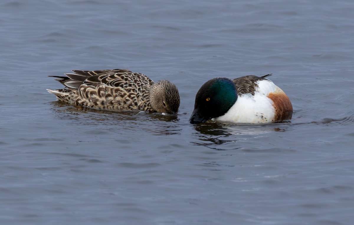 skjeand - ML646965363