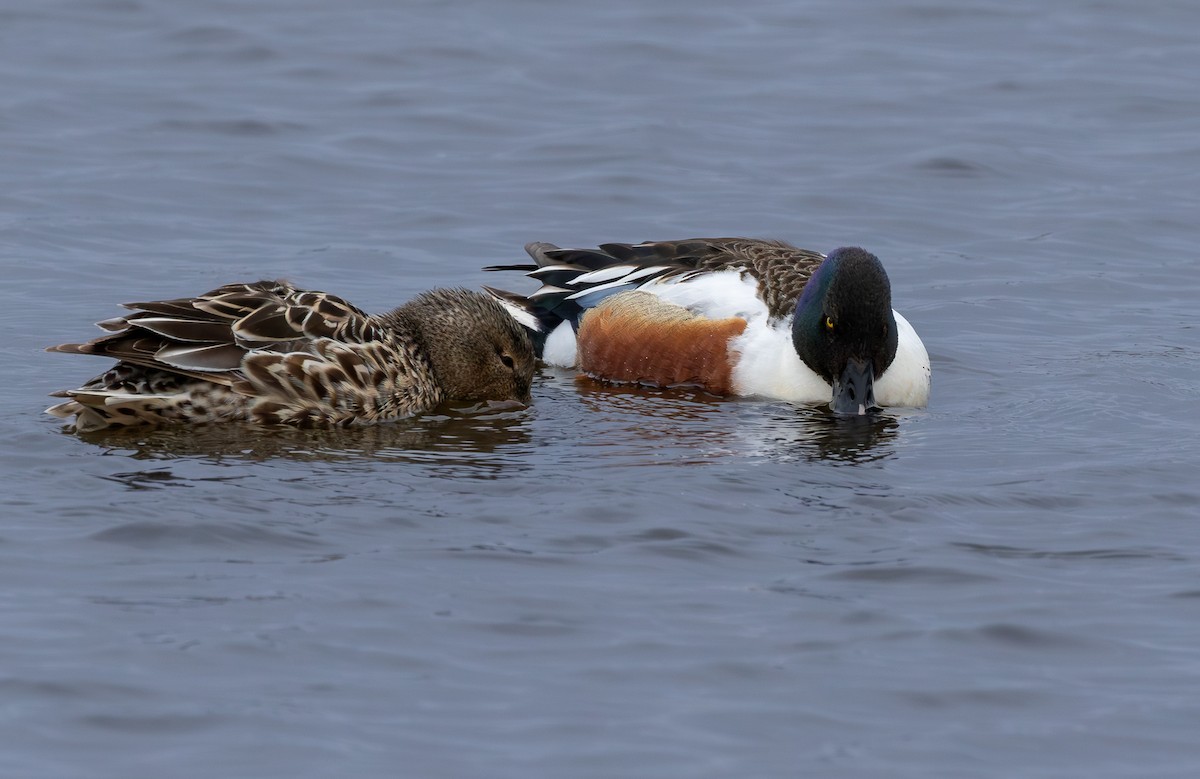 skjeand - ML646965364