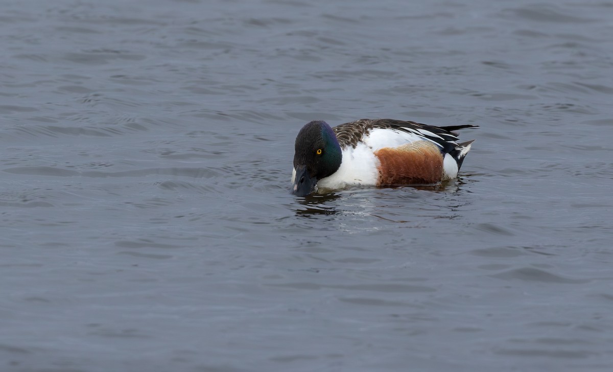 skjeand - ML646965365