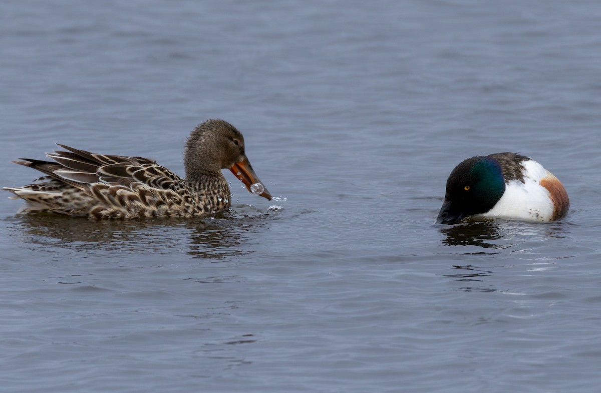 skjeand - ML646965366